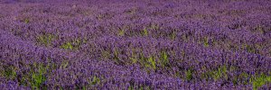 Field of Lavender