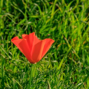 Matadero Creek Pedestrian Trail