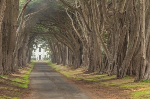 Tree Tunnel