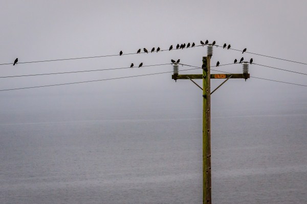 Bird on a wire