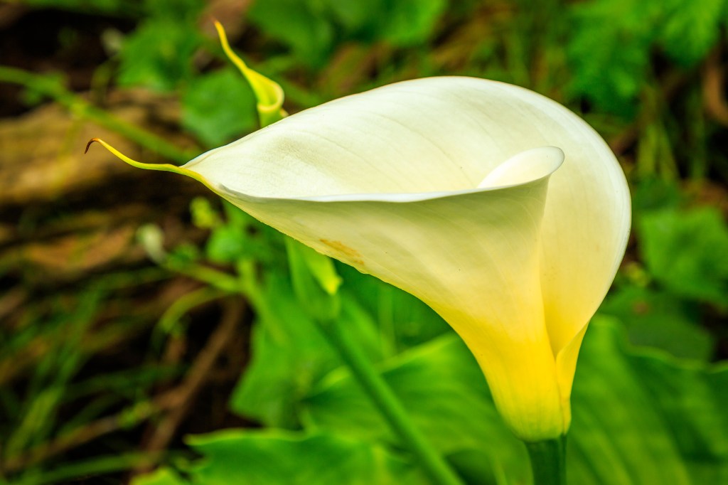 Calla Lily