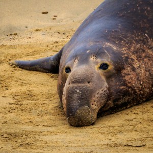 Elephant Seal