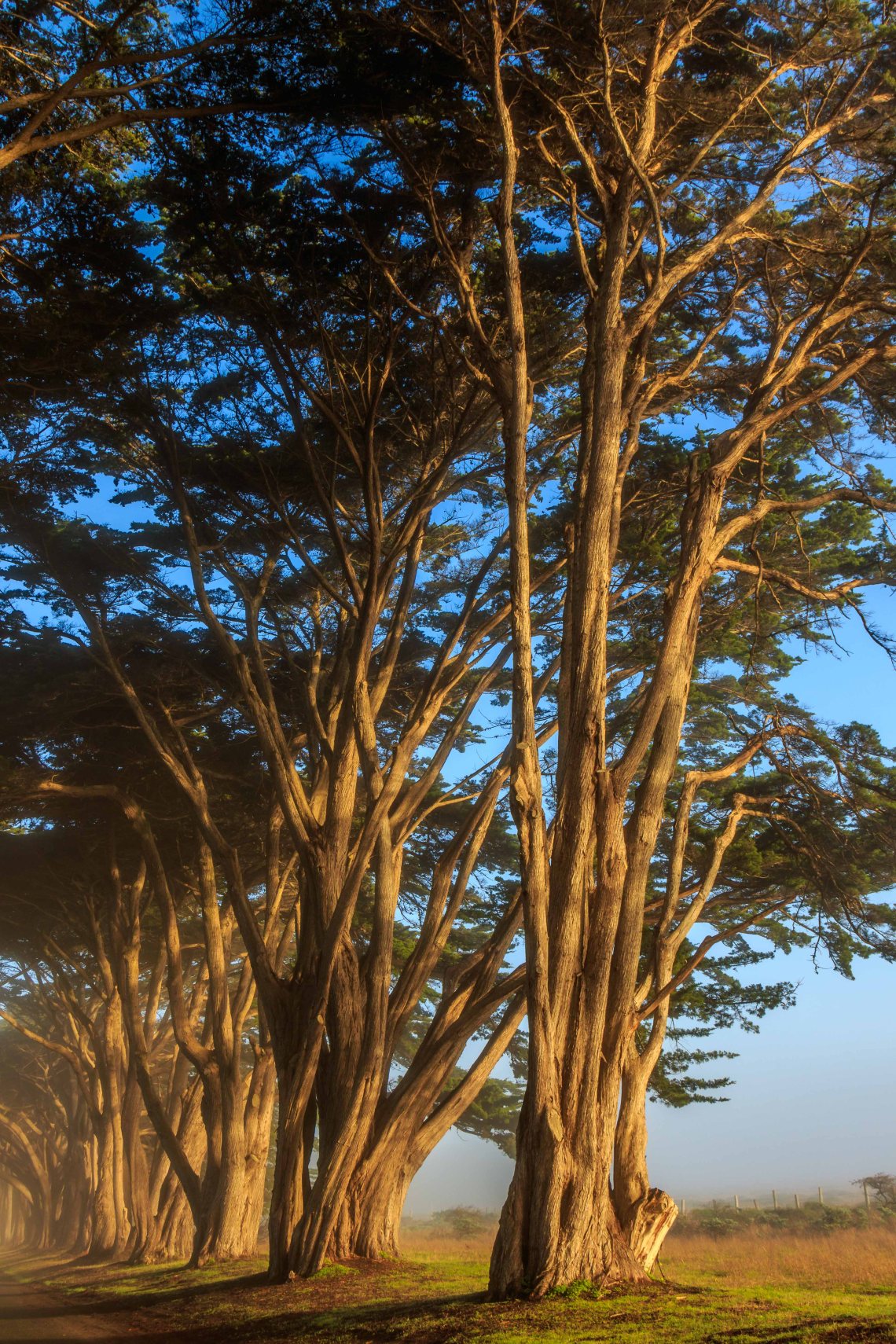 Trees of the tunnel as sun breaks through