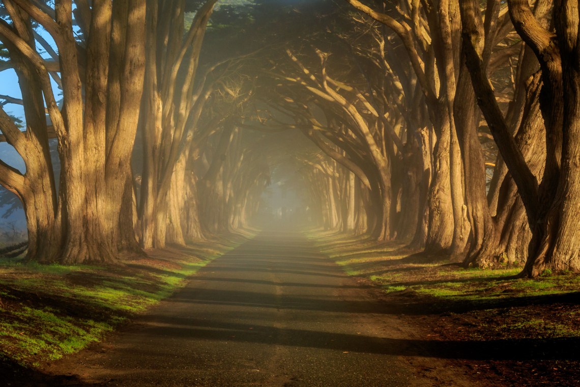 Morning sun breaking through fog in the Tree Tunnel
