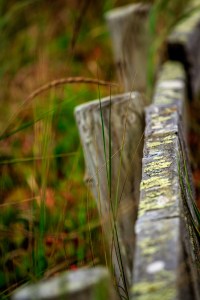 Colors on a grey day