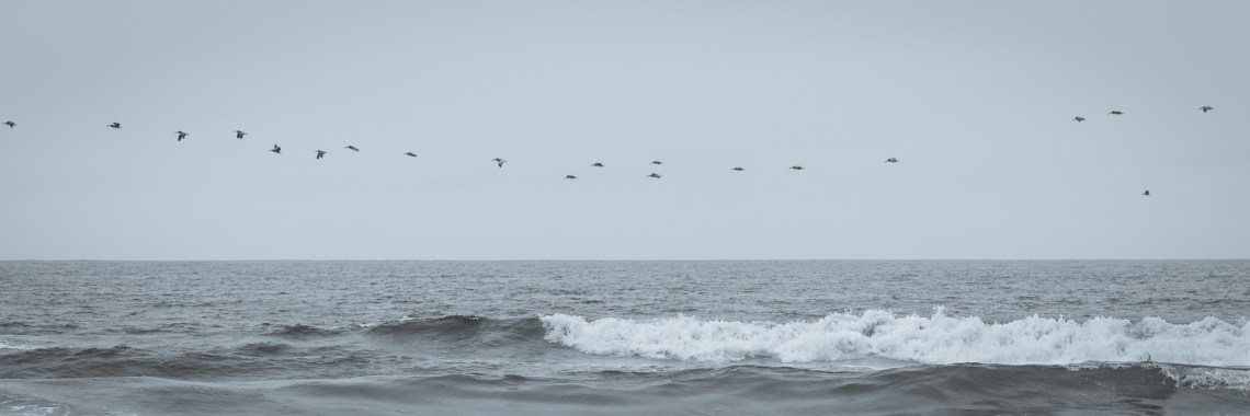 Pelican parade above the waves of Drakes Beach