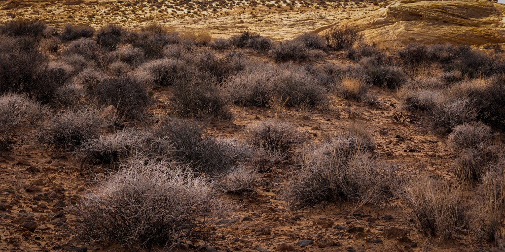 Field of sage brush near Fire Canyon